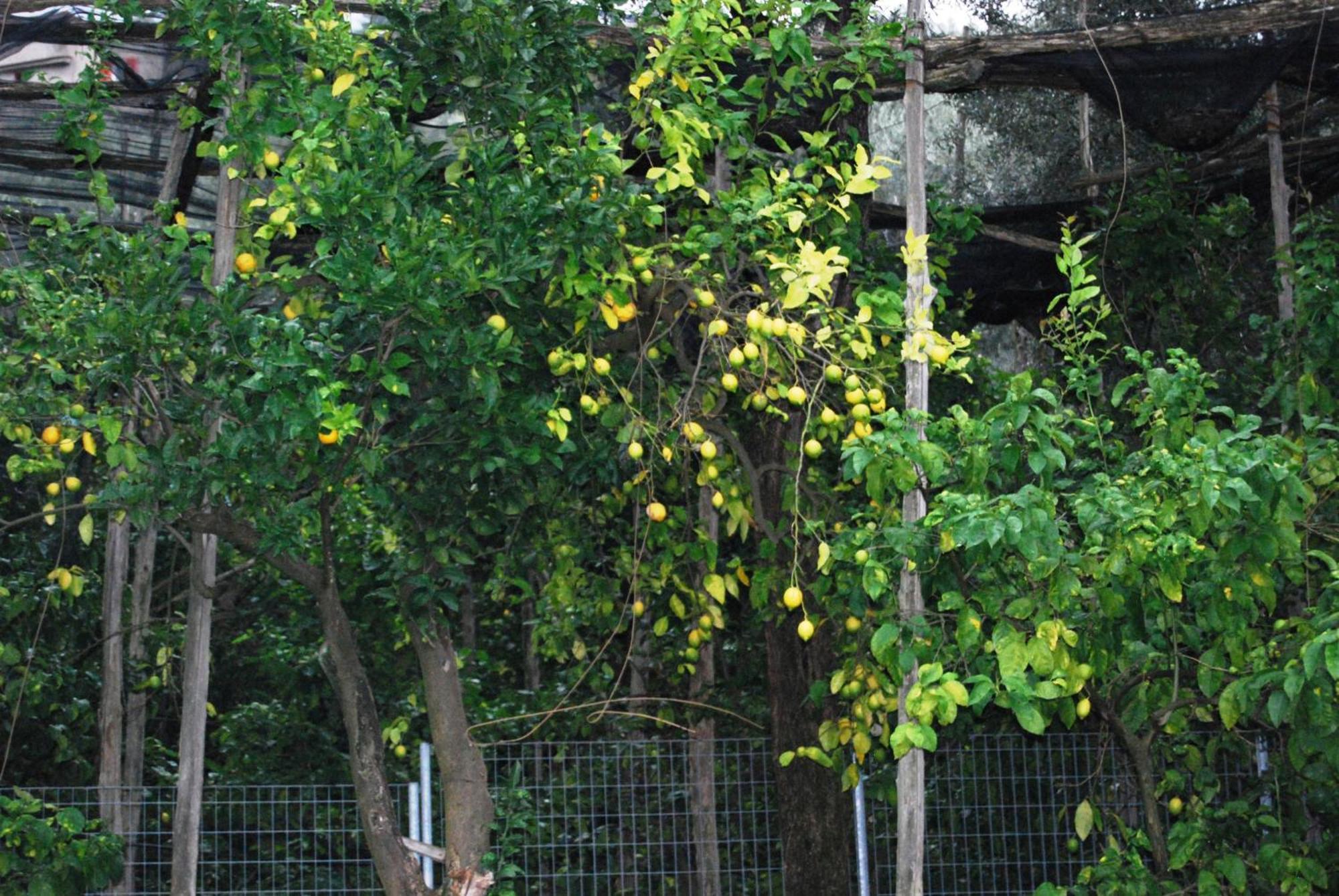 Sorrento Studios Lemons Hill Værelse billede