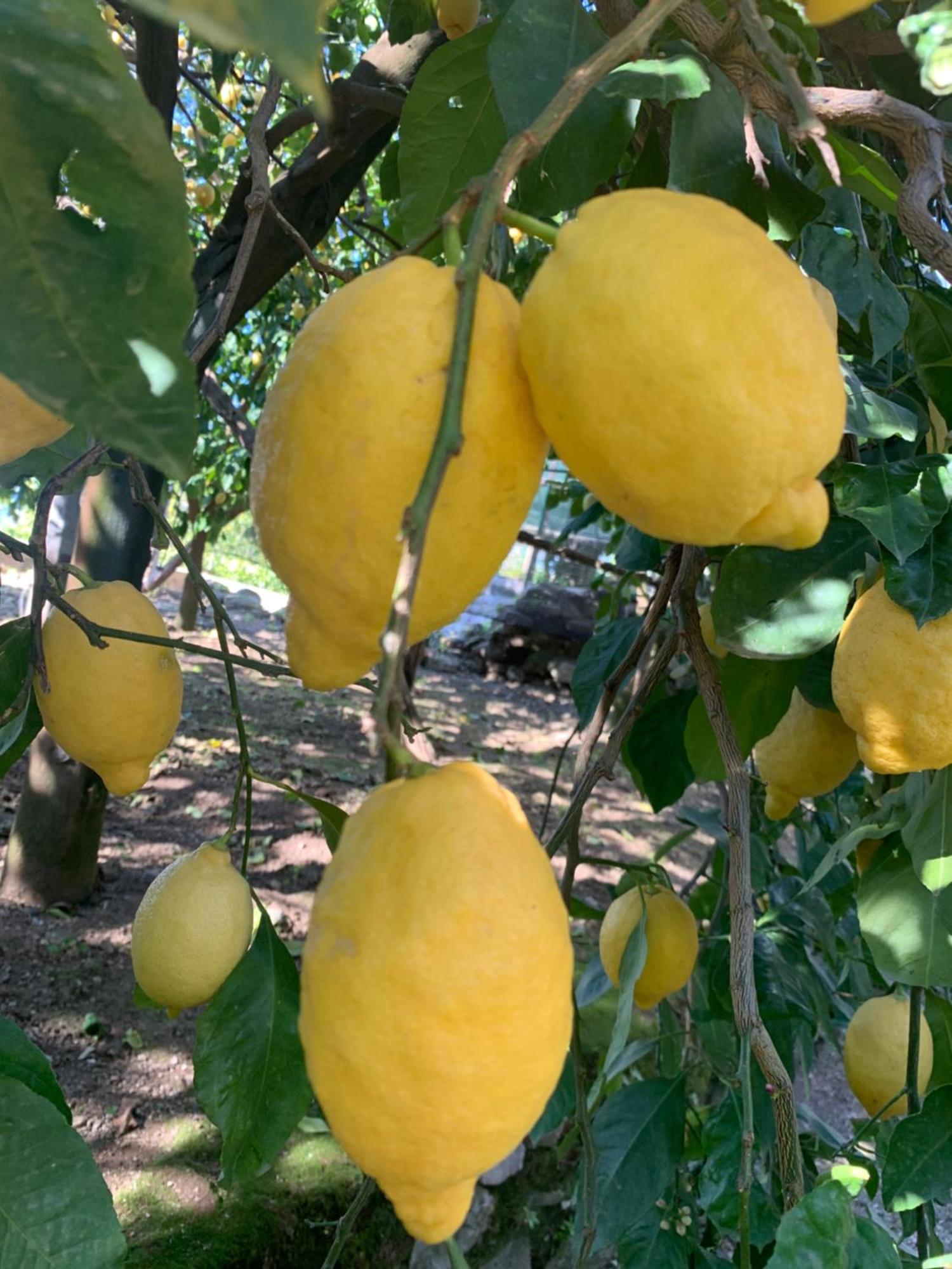 Sorrento Studios Lemons Hill Eksteriør billede